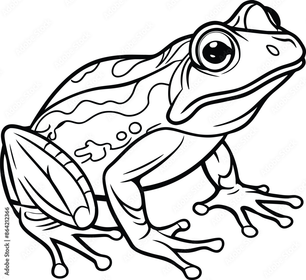 frog on white background frog on white background