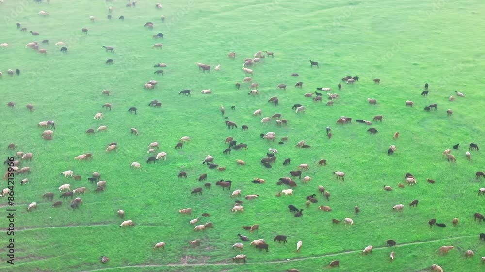 Numerous sheep and goats are scattered over green highland jailoo field at spring afternoon Numerous sheep and goats are scattered over green highland jailoo field at spring afternoon