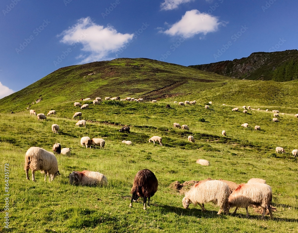 Fototapeta premium Grand troupeau de moutons