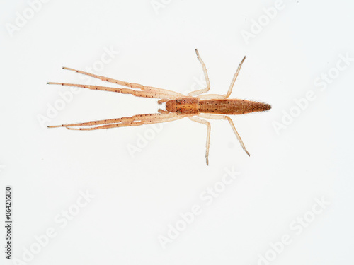 Squid spider on a white background. Monaeses paradoxus photo