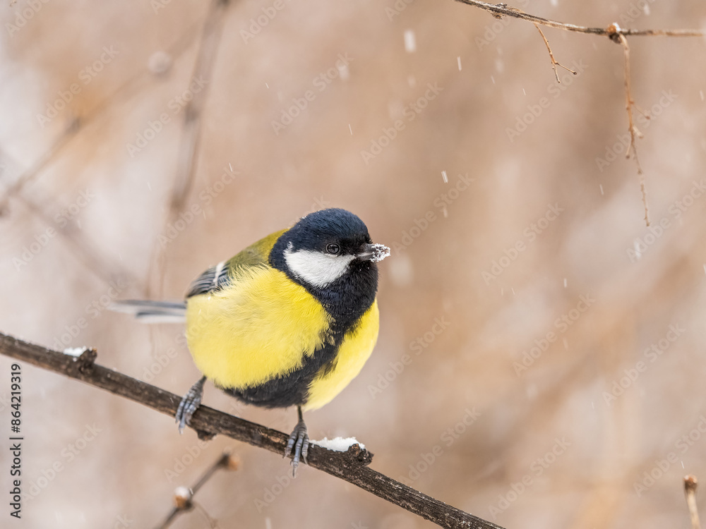 Fototapeta premium Cute bird Great tit, songbird sitting on the fir branch with snow in winter