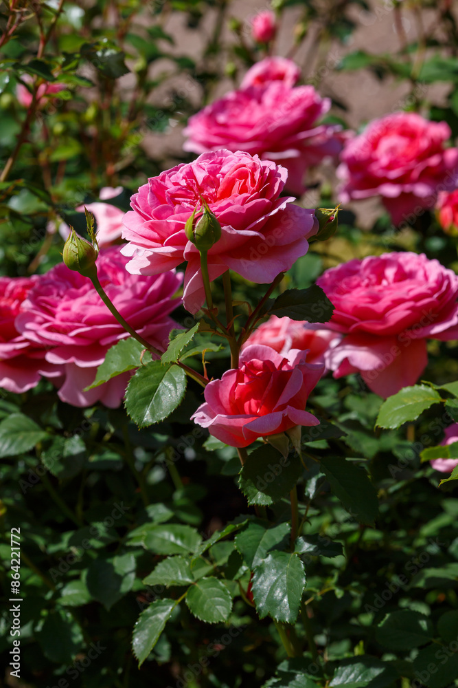 Rosa Princess Alexandra blooms in a summer garden. Growing roses in the garden. Rosa Princess Alexandra blooms in a summer garden. Growing roses in the garden.