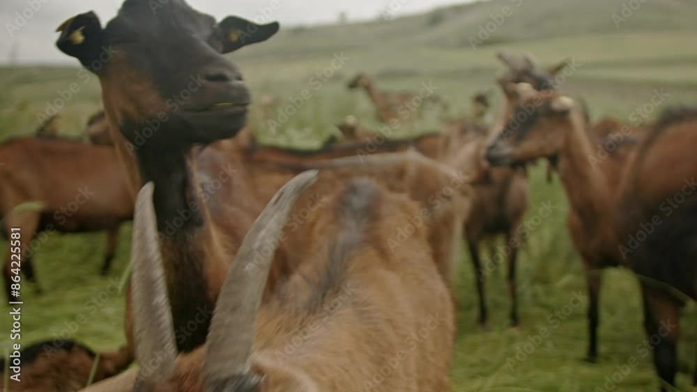 Group of brown and black goats grazing in a lush green pasture, showcasing farm life and agriculture on a cloudy day. Group of brown and black goats grazing in a lush green pasture, showcasing farm life and agriculture on a cloudy day.