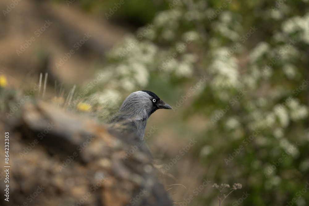 Western jackdaw is behind the rock. Coloeus monedula during spring in Europe. Gray bird with black head look like crow. Western jackdaw is behind the rock. Coloeus monedula during spring in Europe. Gray bird with black head look like crow.