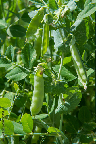 Pea plant with ripe pods visible in a garden