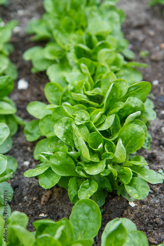 The corn salad (Valerianella) plant growing in a garden    