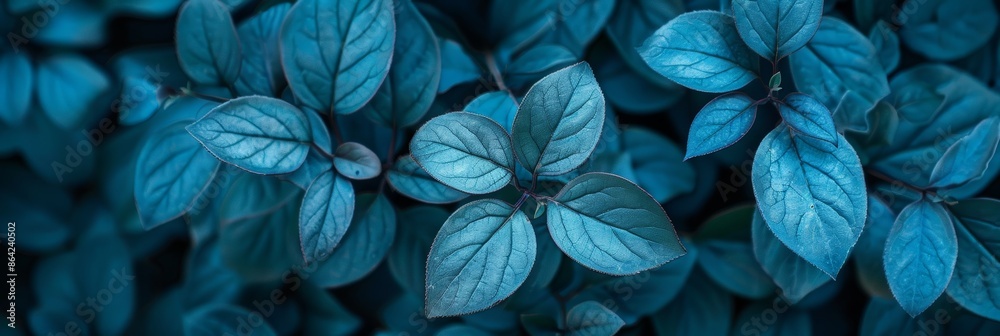 Nature's blue leaves in the fall, blue background Nature's blue leaves in the fall, blue background