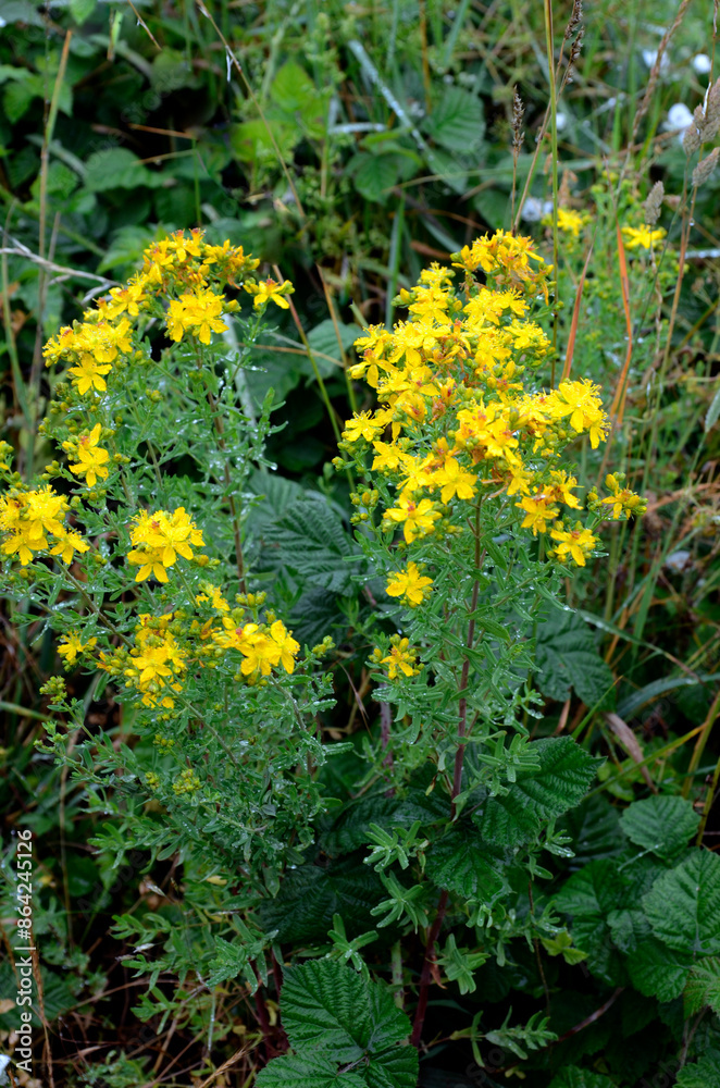 The medicinal plant St John's wort (Hypericum perforatum) in flower The medicinal plant St John's wort (Hypericum perforatum) in flower
