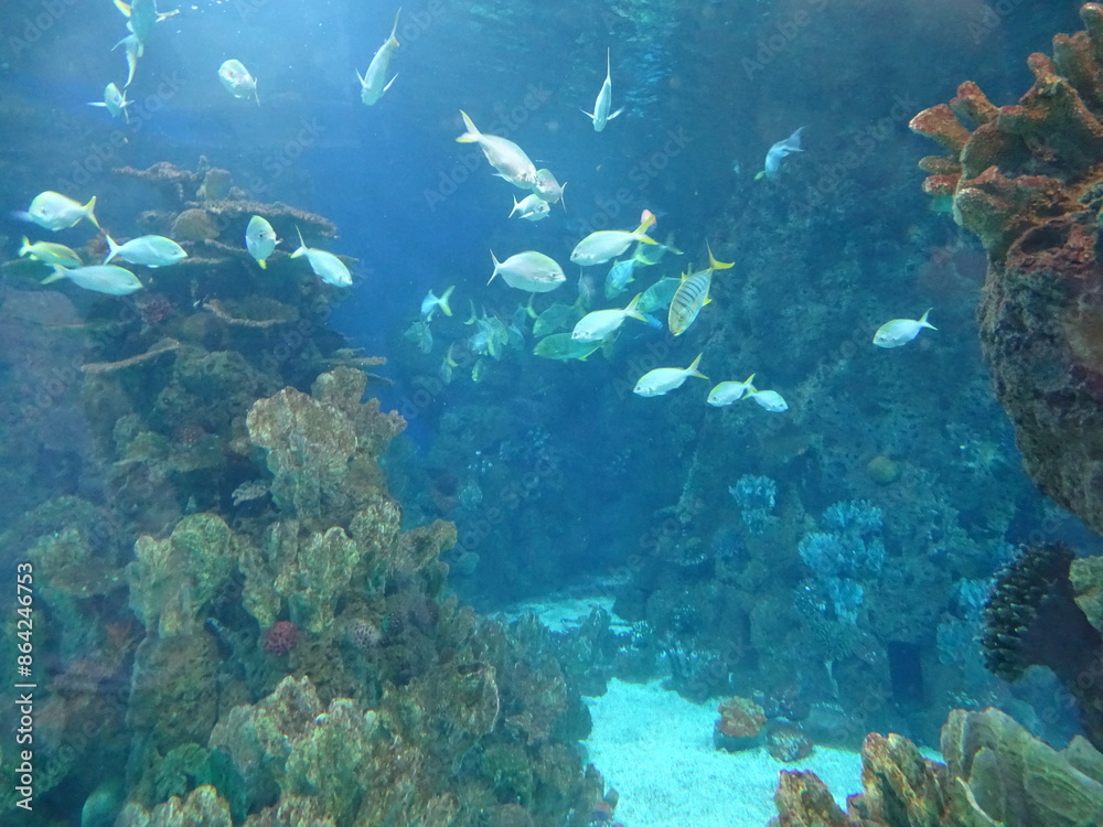 coral reef and diver coral reef and diver