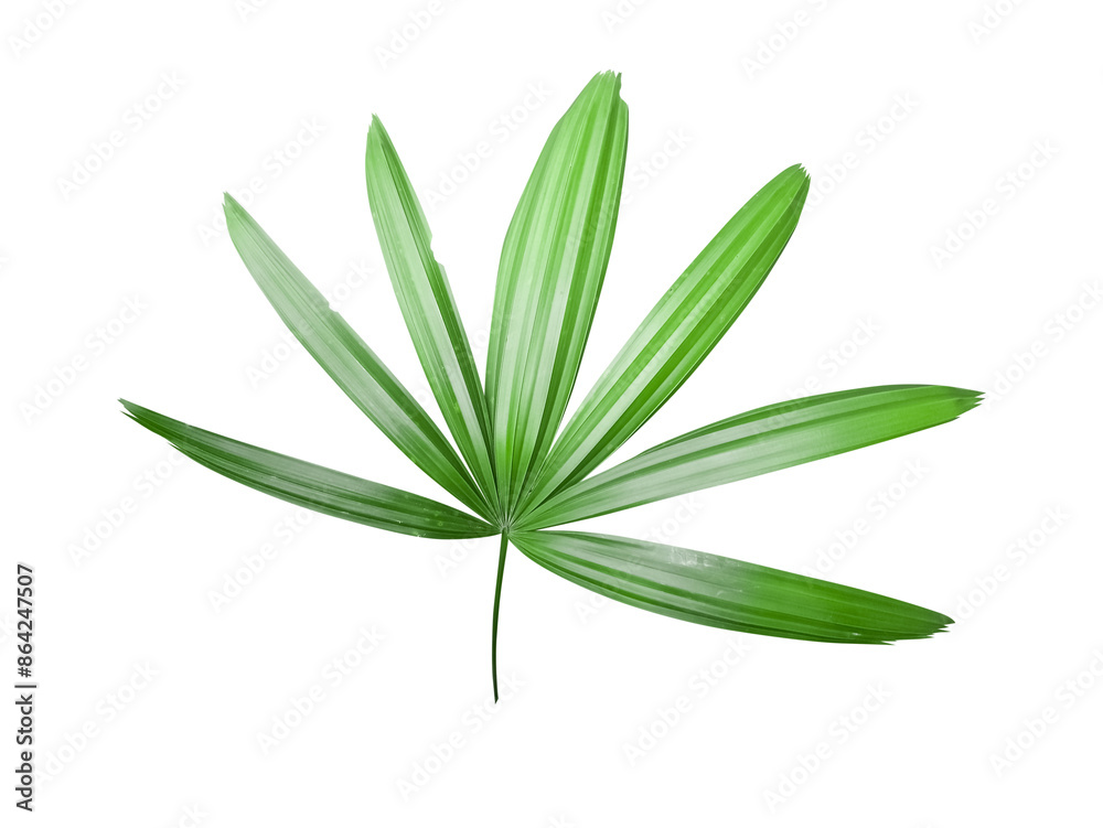 Fototapeta premium Lady Palm Leaves