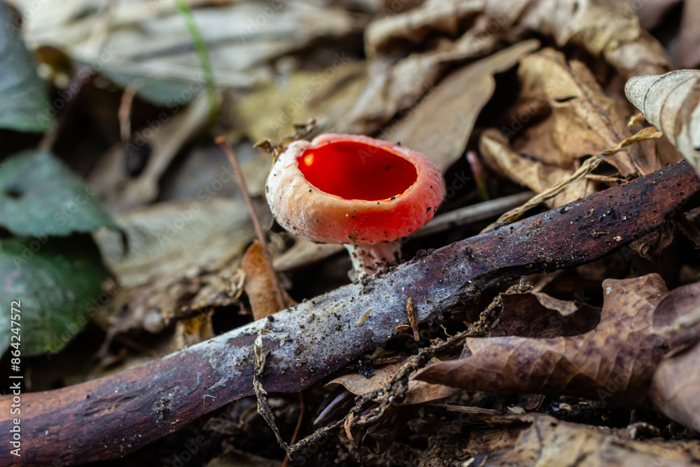 Spring edible red mushrooms Sarcoscypha grow in forest. close up. sarcoscypha austriaca or Sarcoscypha coccinea - mushrooms of early spring season, known as Scarlet elf cup. fresh fungus picking Spring edible red mushrooms Sarcoscypha grow in forest. close up. sarcoscypha austriaca or Sarcoscypha coccinea - mushrooms of early spring season, known as Scarlet elf cup. fresh fungus picking