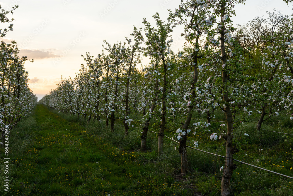 Fototapeta premium apple trees in the spring in the orchard, young apple trees on a plantation in the countryside