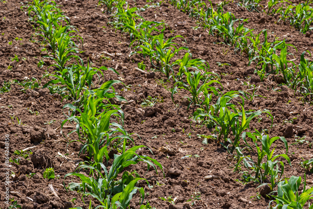 Young corn plants growing on the field on a sunny day. Selective focus Young corn plants growing on the field on a sunny day. Selective focus