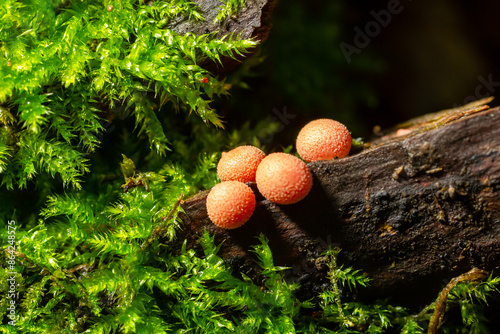 Orange red slime mold mushroom Lycogala epidendrum in the autumn forest photo