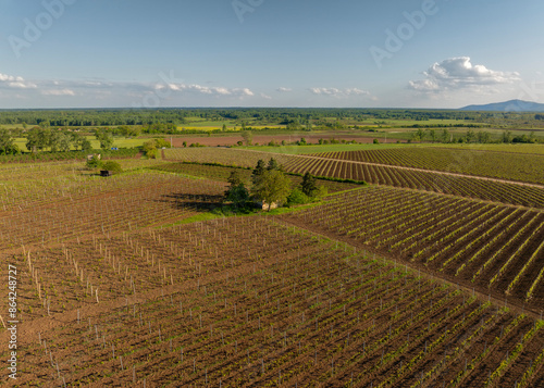 Spectacular aerial view of rows of  grapes in Tokaj area, Hungary and one of the major wine regions of the country. photo