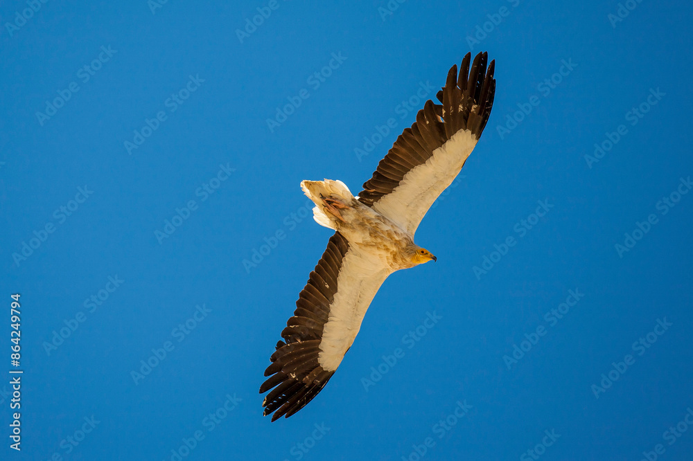 Obraz premium Egyptian Vulture (Neophron percnopterus) usually build their nests on the rocks and live in colonies. They have a colony in Hasankeyf, Turkey.