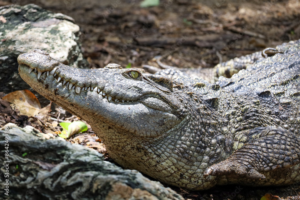 Close up crocodile is action show head in garden Close up crocodile is action show head in garden