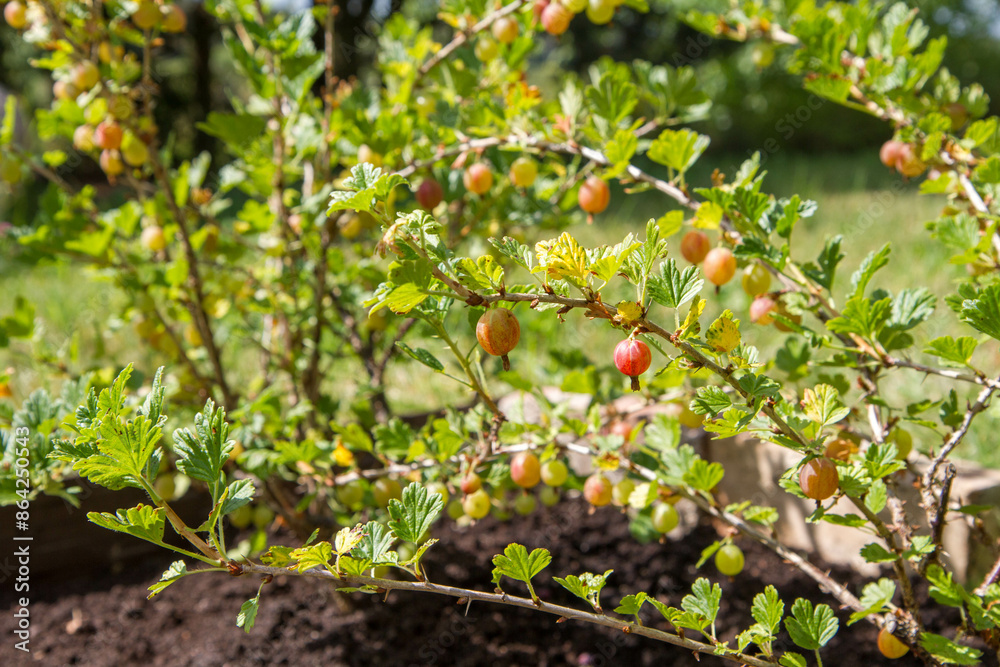 The gooseberry shrub with Red berries getting ripe in the sun The gooseberry shrub with Red berries getting ripe in the sun