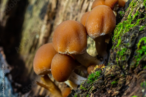 Fotografie Psathyrella piluliformis Common Stump Brittlestem mushroom reddish-brown mushroo