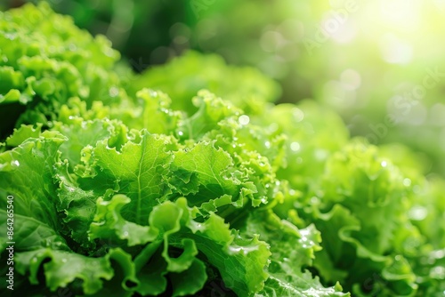 An organic hydroponic vegetable farm producing fresh salad lettuce. Creative banner. Copyspace image photo