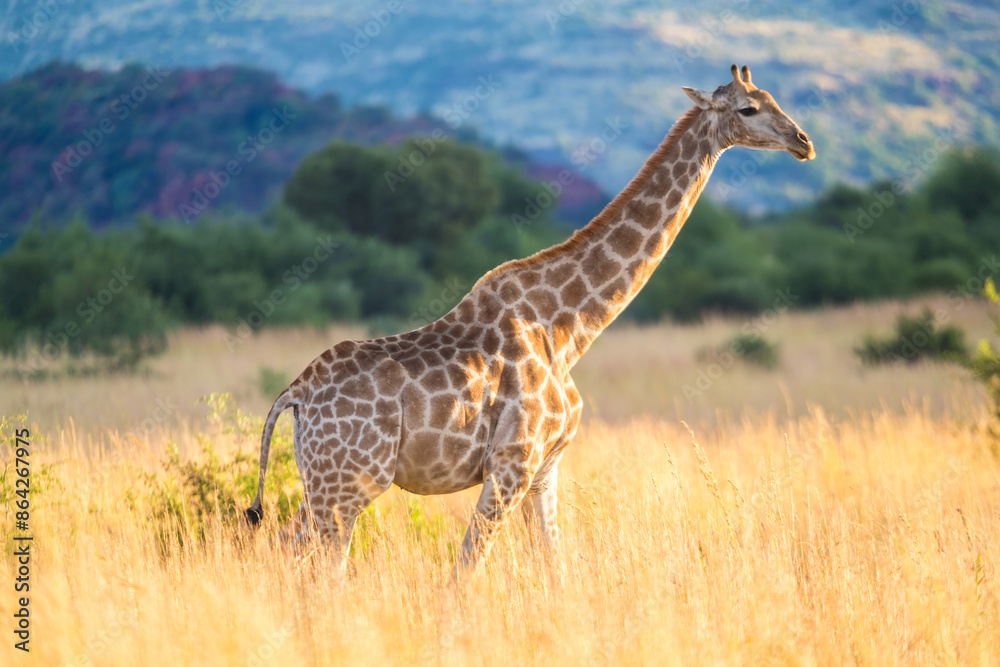 Fototapeta premium Giraffe, Pilanesburg National Park, nr Johannesburg, South Africa