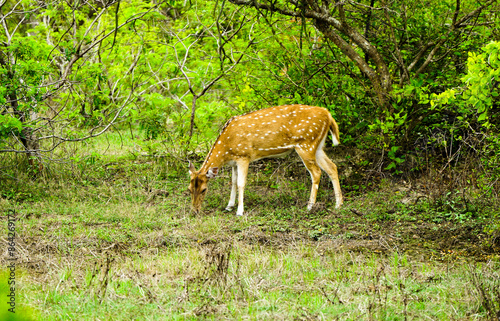 Deer