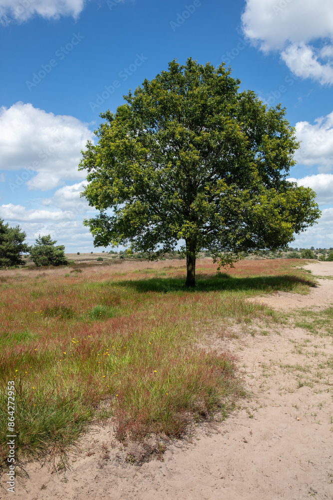 heath sand drift on the Rozendaalseveld near Arnhem and Velp heath sand drift on the Rozendaalseveld near Arnhem and Velp