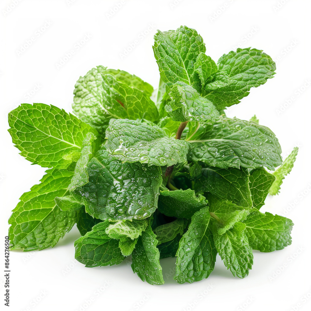 A bunch of fresh, green mint with dewy leaves, isolated on white background