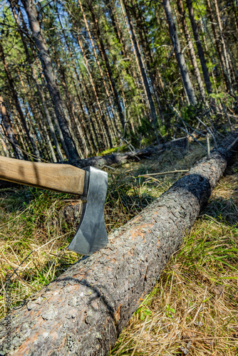 Axt in einem gefällten Baumstamm im Wald
