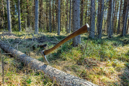 Axt in einem gefällten Baumstamm im Wald