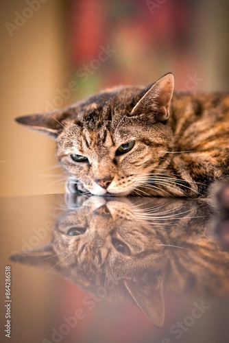 vertical image of beautiful brown tabby cat laying on reflective metal table