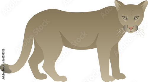 Cougar or puma realistic vector illustration. Mountain lion or catamount standing side view. Wild panther isolated on white background. Carnivorous animal. Cat family mammal color graphics.