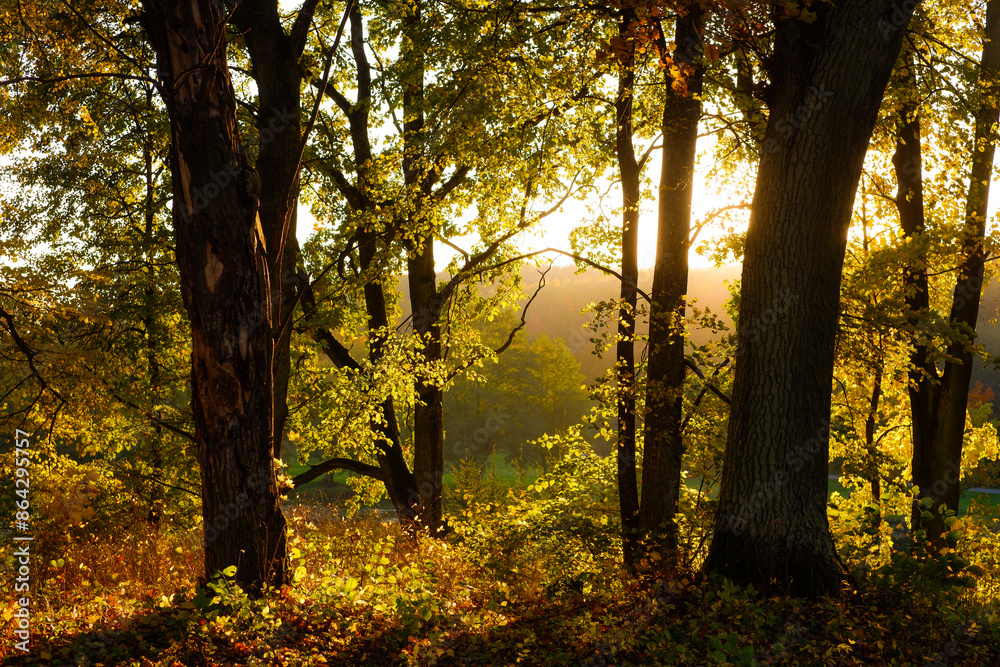 Naklejka premium sunset in the woods