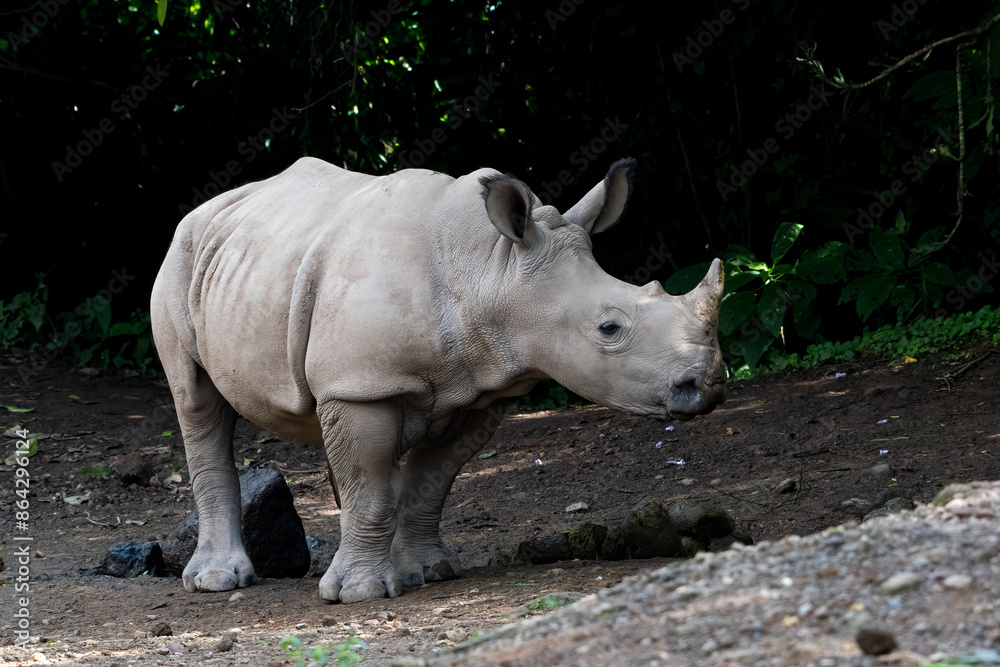 One-horned rhinoceros in their habitat One-horned rhinoceros in their habitat