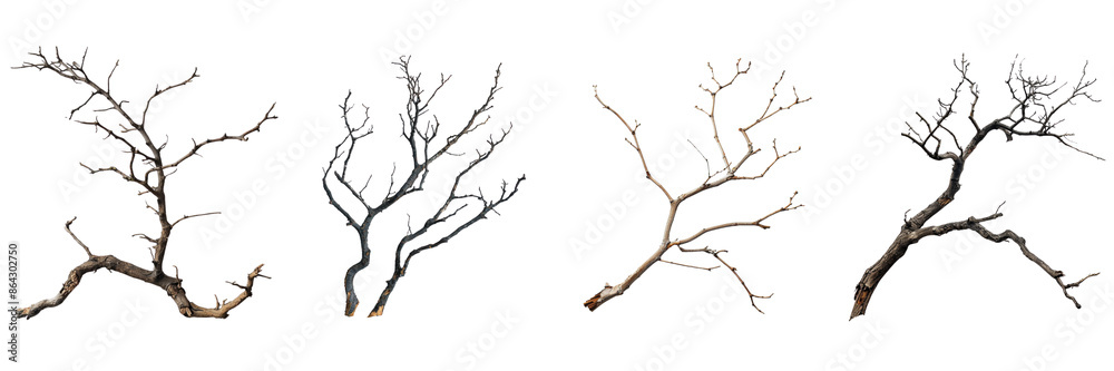 dry branch from a towering dead on transparent background Remove png dry branch from a towering dead on transparent background Remove png