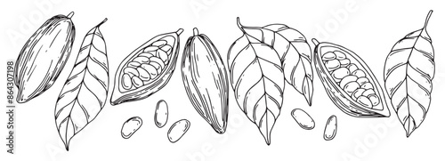 set of illustrations of cocoa beans, fruits and leaves. line drawing, sketch