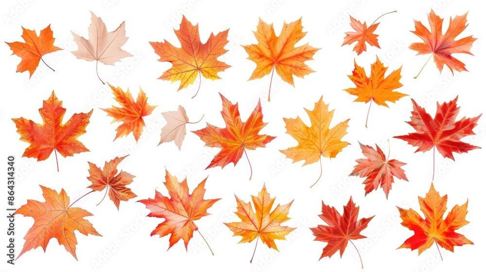 Fall Leaves. Collection of Autumn Maple Leaves Falling on White Background Fall Leaves. Collection of Autumn Maple Leaves Falling on White Background