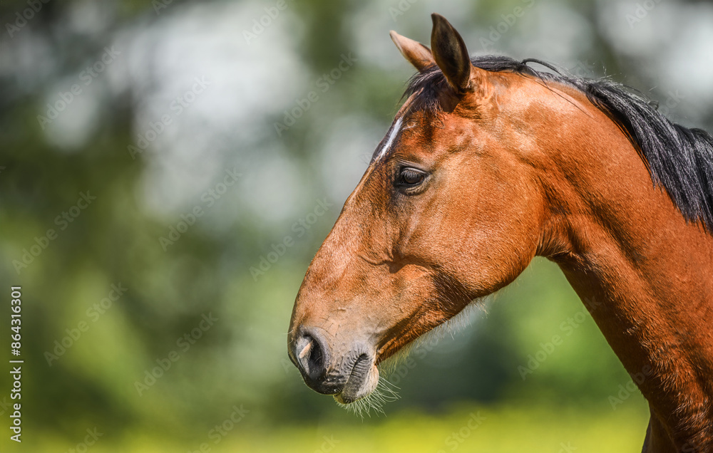 Brown horse portrait on nature background.
