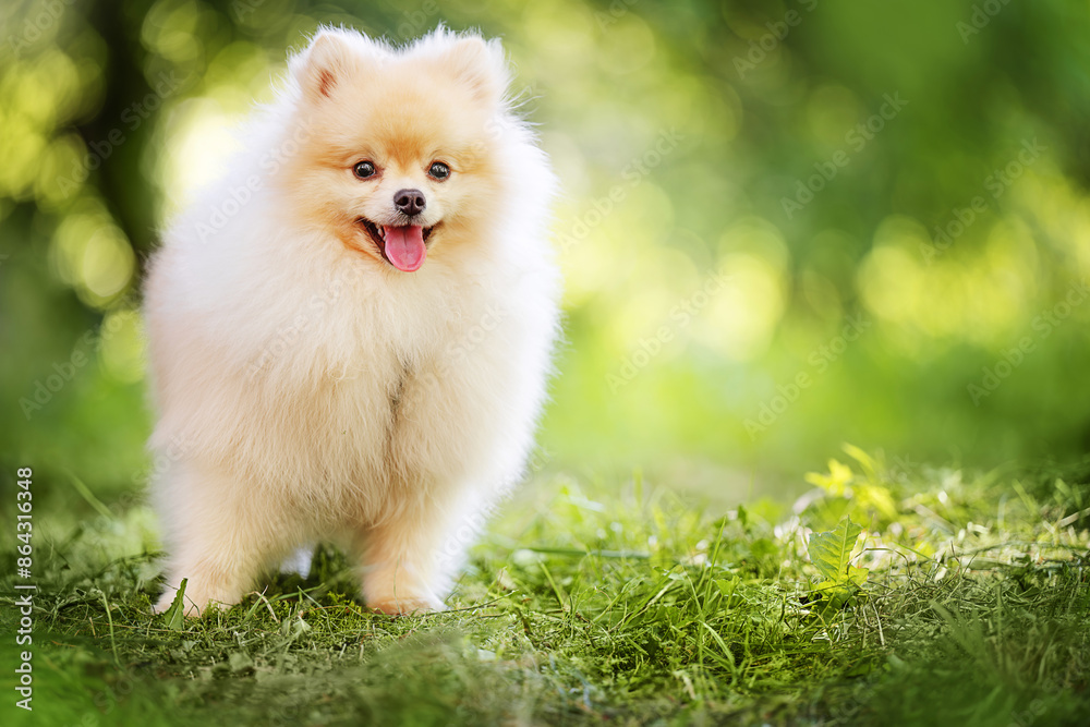 Cute pomeranian spitz dog on the green grass.