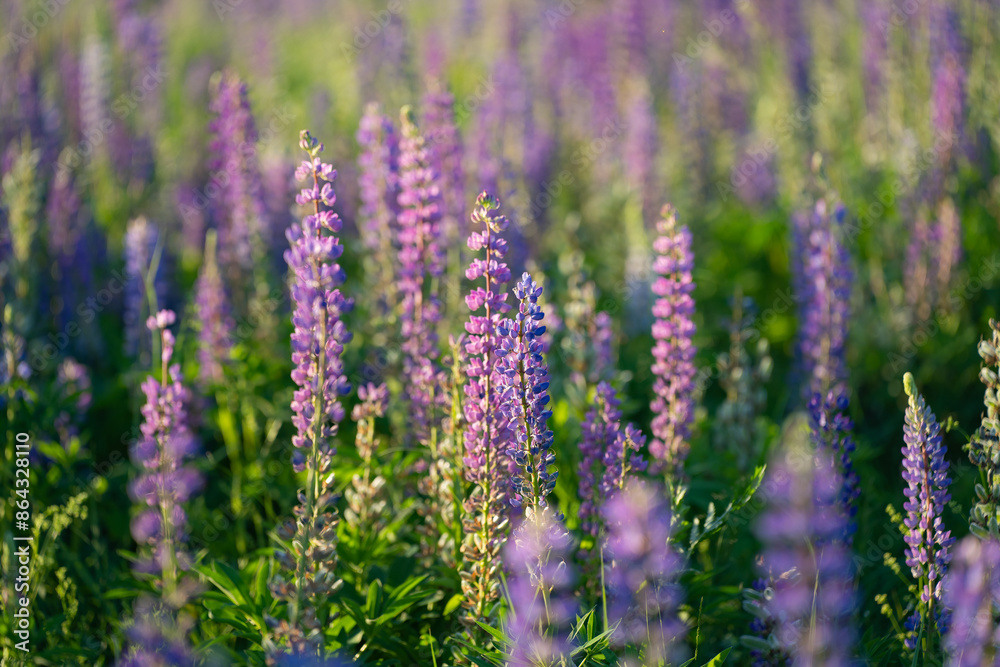Obraz premium blue and purple lupines blooming in June on a sandy slope