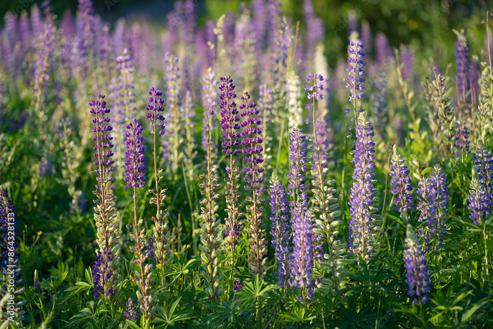Obraz premium blue and purple lupines blooming in June on a sandy slope