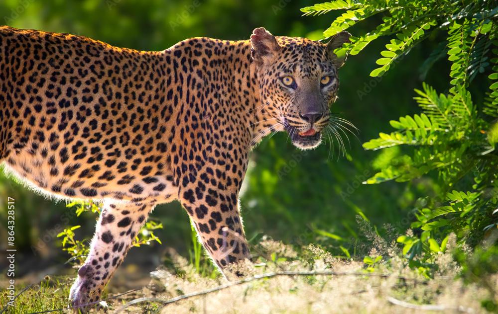 Naklejka premium portrait of a leopard