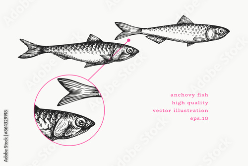 Vintage Style Anchovy Illustration. Vector Hand Drawn Fish. High Quality Old Fashion Image