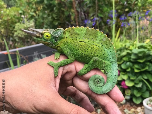 A close-up of a vibrant green Jackson's Chameleon (Trioceros jacksonii) perched on a person's hand, showcasing its textured skin and distinctive horns, with a lush garden background. photo