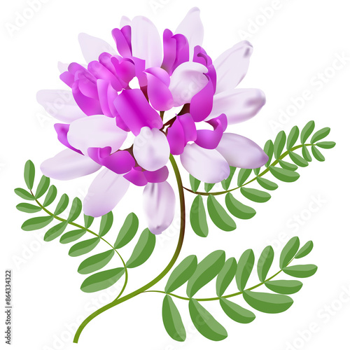 Bild auf Leinwand Traditional Chinese medicine Astragalus or Milkvetch purple flower with leaves