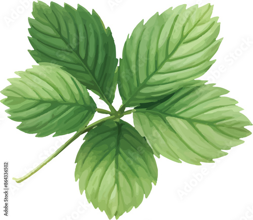 Green leaf herb isolated on transparent background