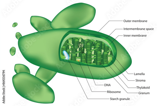 Chloroplast diagram 