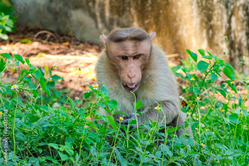 A Charming monkey sitting on the back a beautiful butterfly. Close-up, stunning portrait of a big monkey. Spotted at Vedanthangal bird sanctuary, Tamil Nadu, South India, India. photo