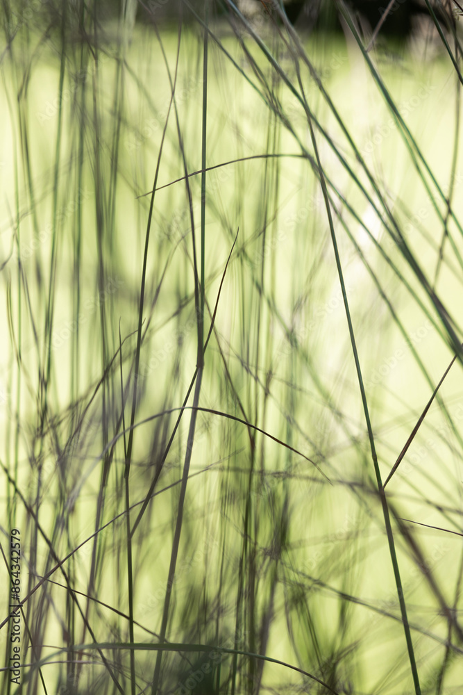 A defocused grass closeup artistic abstract A defocused grass closeup artistic abstract