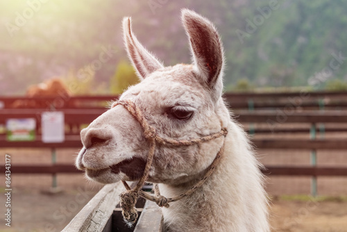 Guanaco close-up. A mammal of the llama genus of the camelid family. Farm animal concept photo